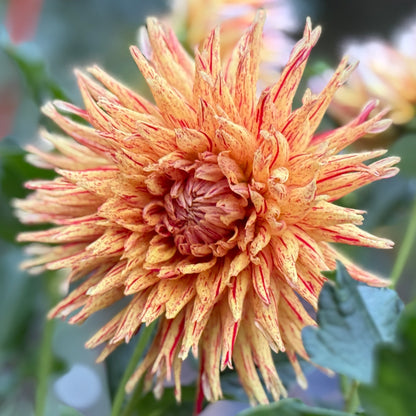 A yellow and red bloom on a blurred background 