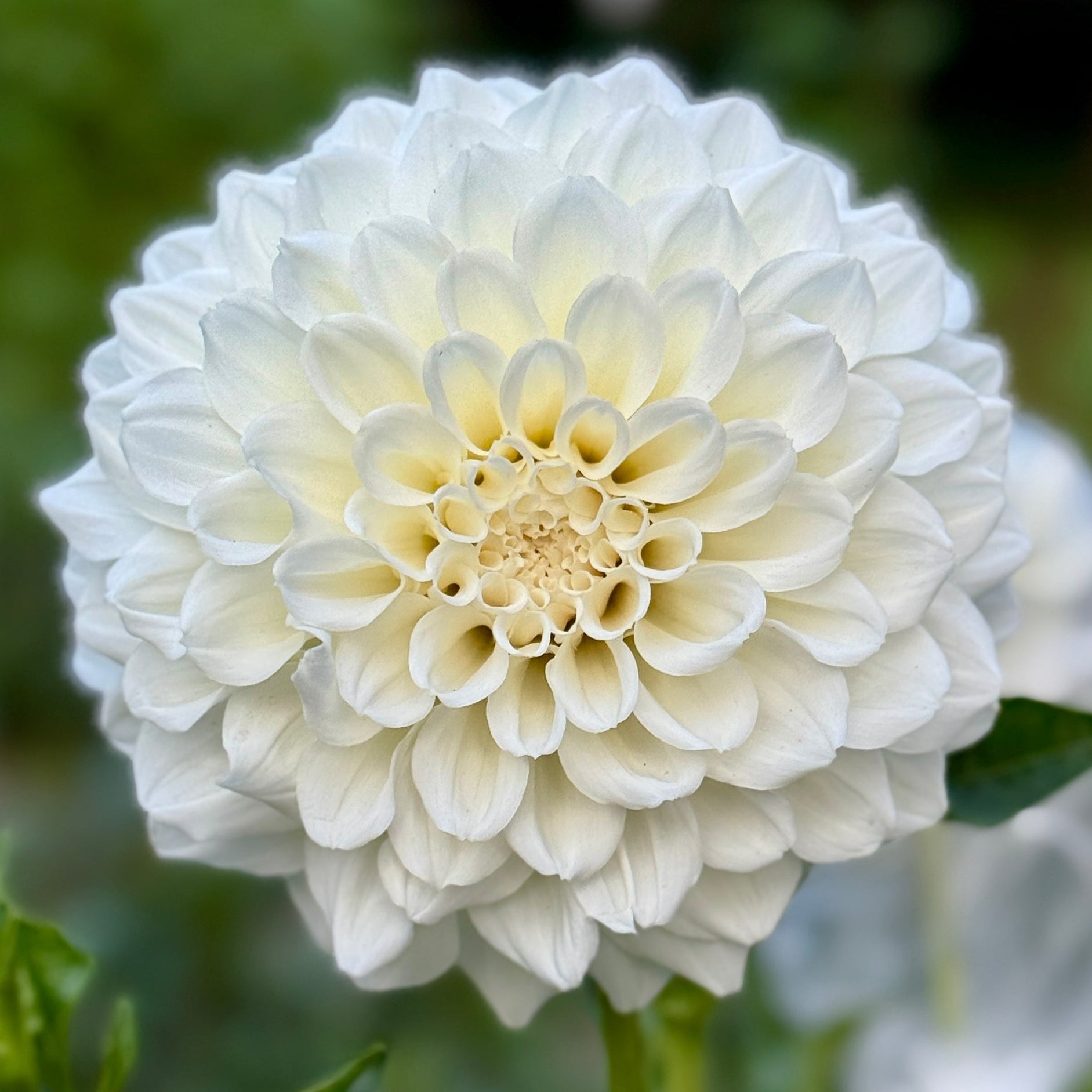 White flower with green leaves on a blurred natural background