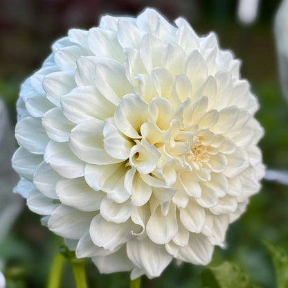 White dahlia flower with green leaves on a blurred background