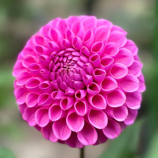 Close-up of a pink dahlia flower with a blurred green background.