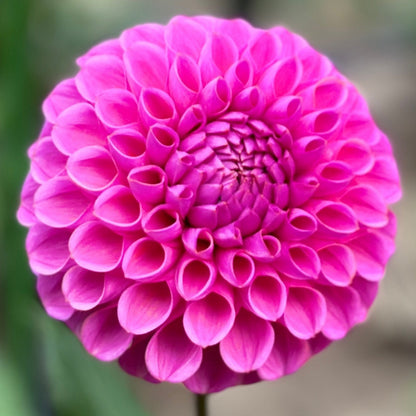 An up close of a pink dahlia 