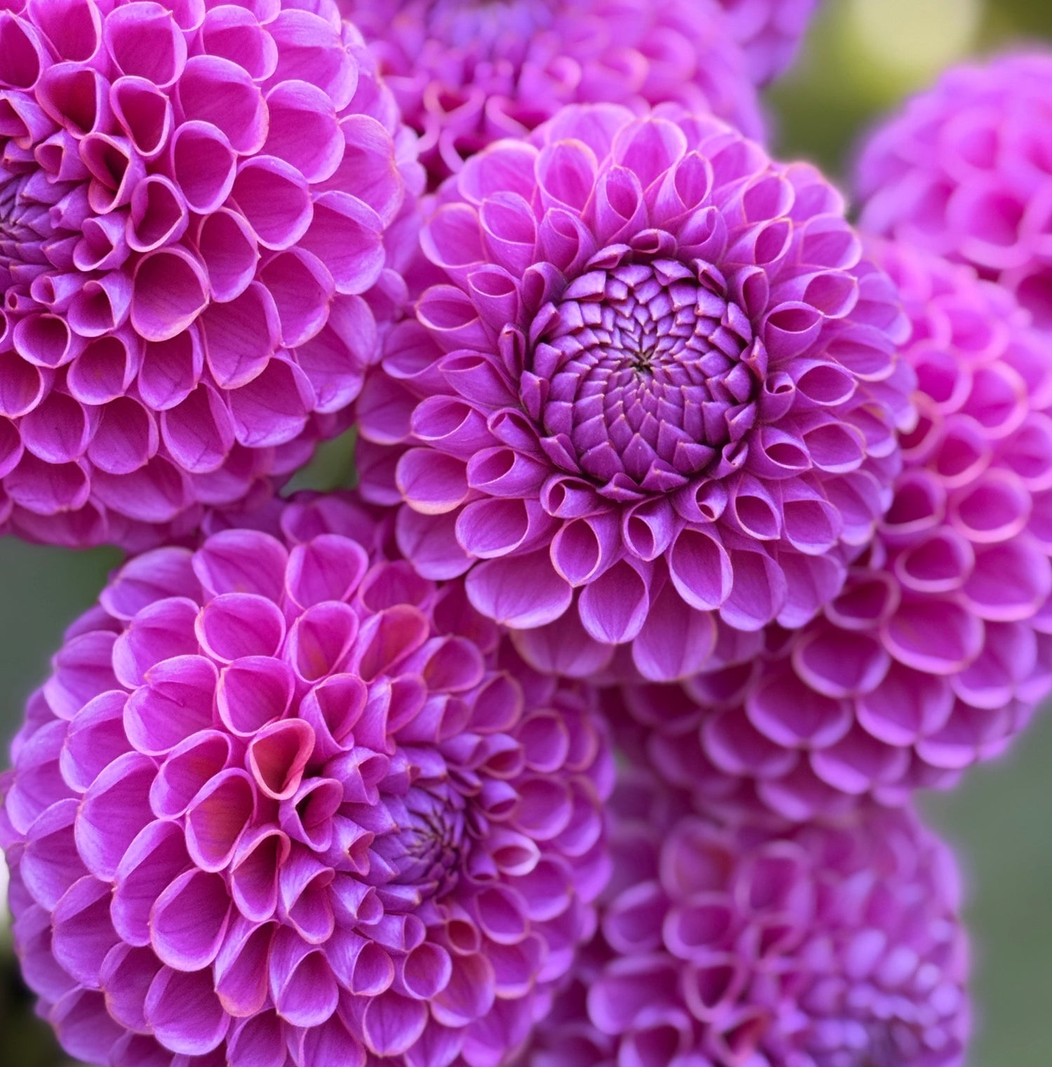 Close-up of pink flowers with a blurred green background