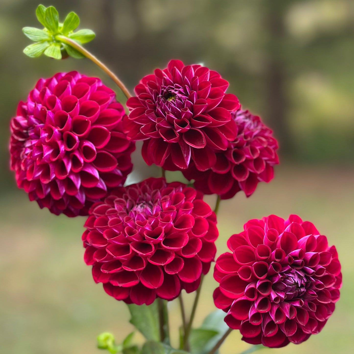 A group of vibrant purple dahlia flowers with a ball form and multiple layers of petals.