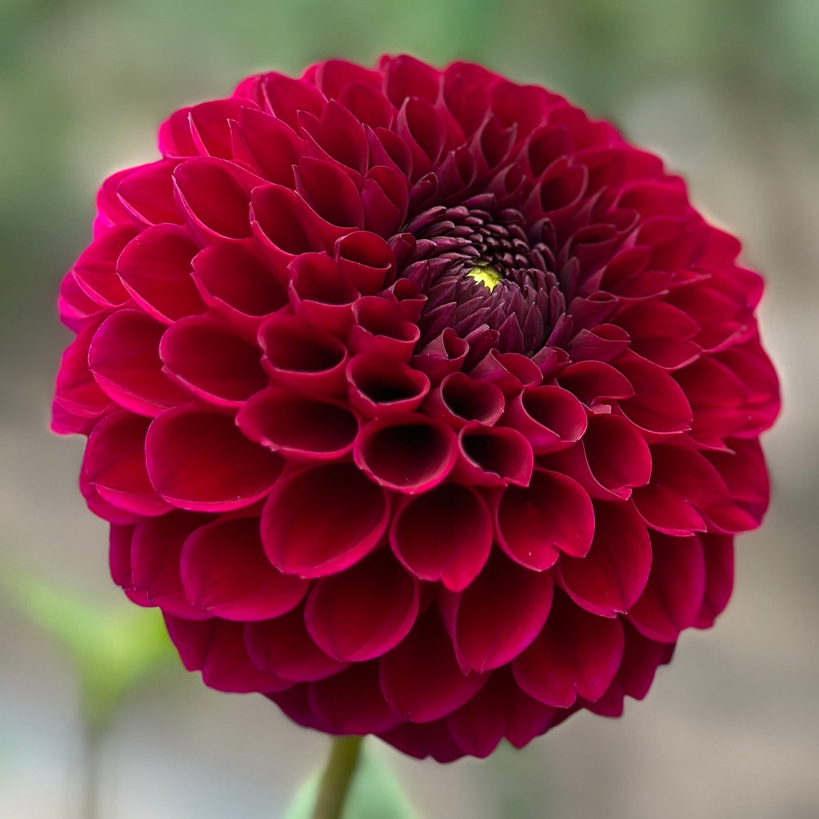A close-up image of a vibrant purple dahlia flower.