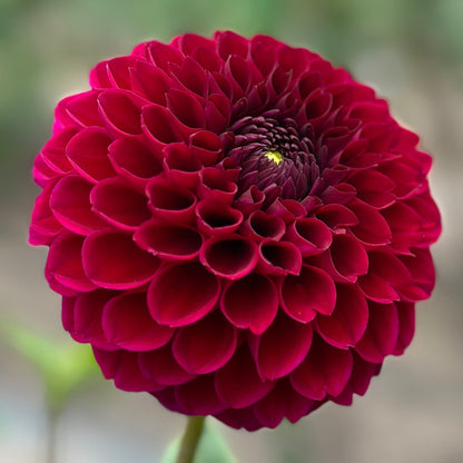 A close-up image of a vibrant purple dahlia flower.
