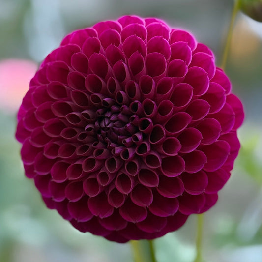 Close-up of a vibrant pink flower with a blurred green background