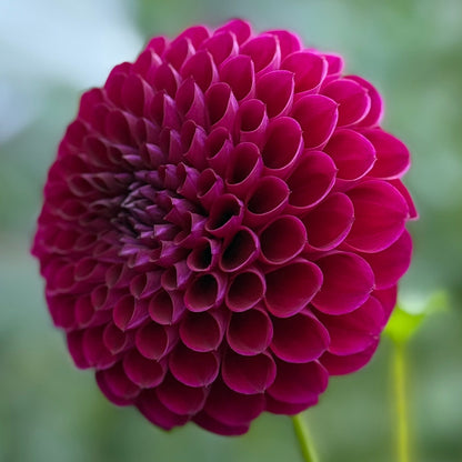 Close-up of a vibrant purple flower with a blurred green background