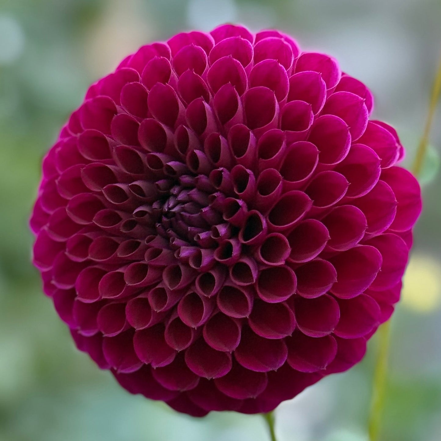 Close-up of a vibrant purple flower with a blurred garden background