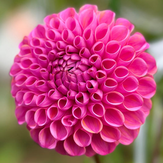 Close-up image of a dark pink miniature ball-shaped flower.