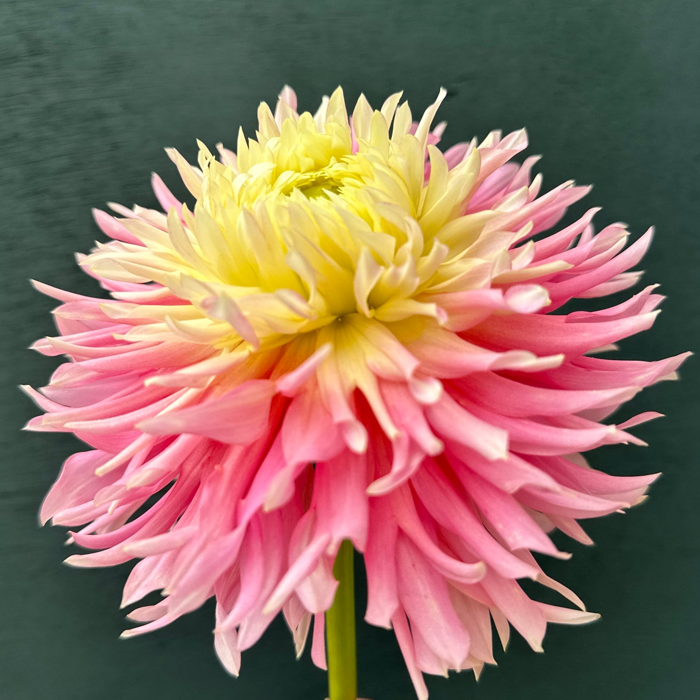 Pink and yellow flower against a dark background. Just Married dahlia tuber