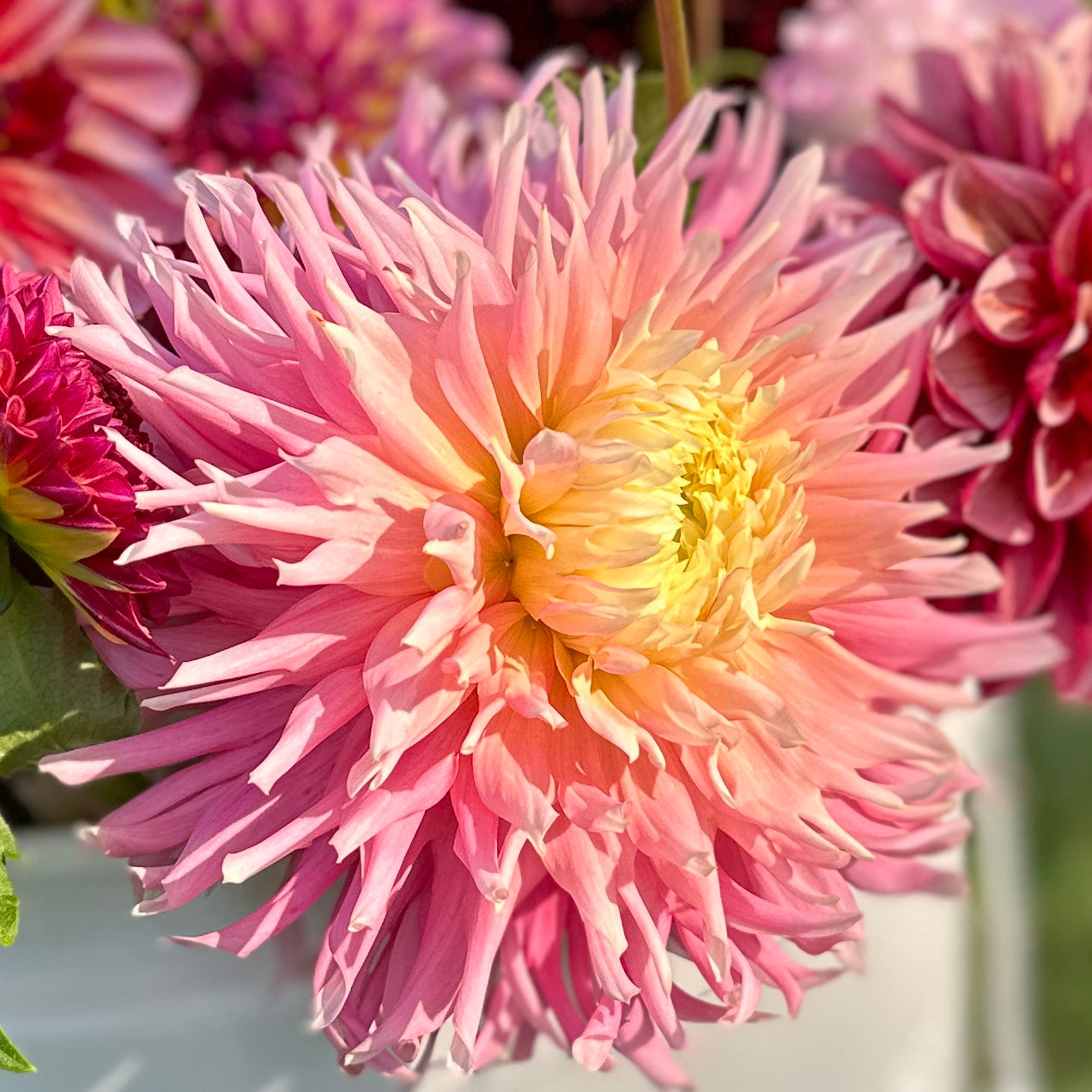 Close-up of a pink flower with a blurred background. Just Married dahlia tuber