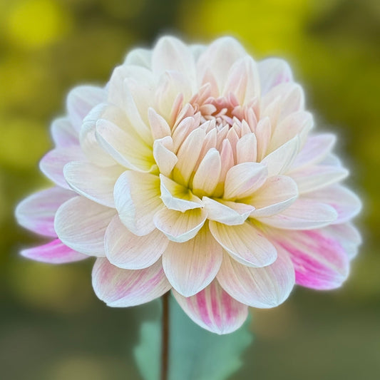 Single white and pink flower with a blurred green background