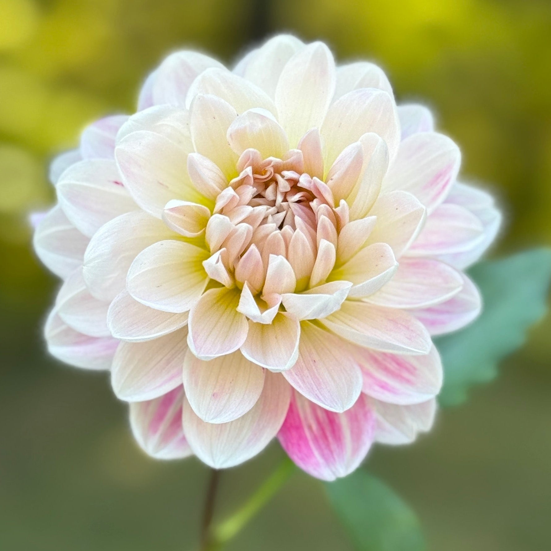Close-up of a pink and white flower with a blurred green background
