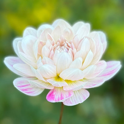 White flower with pink edges held by a hand against a blurred green background