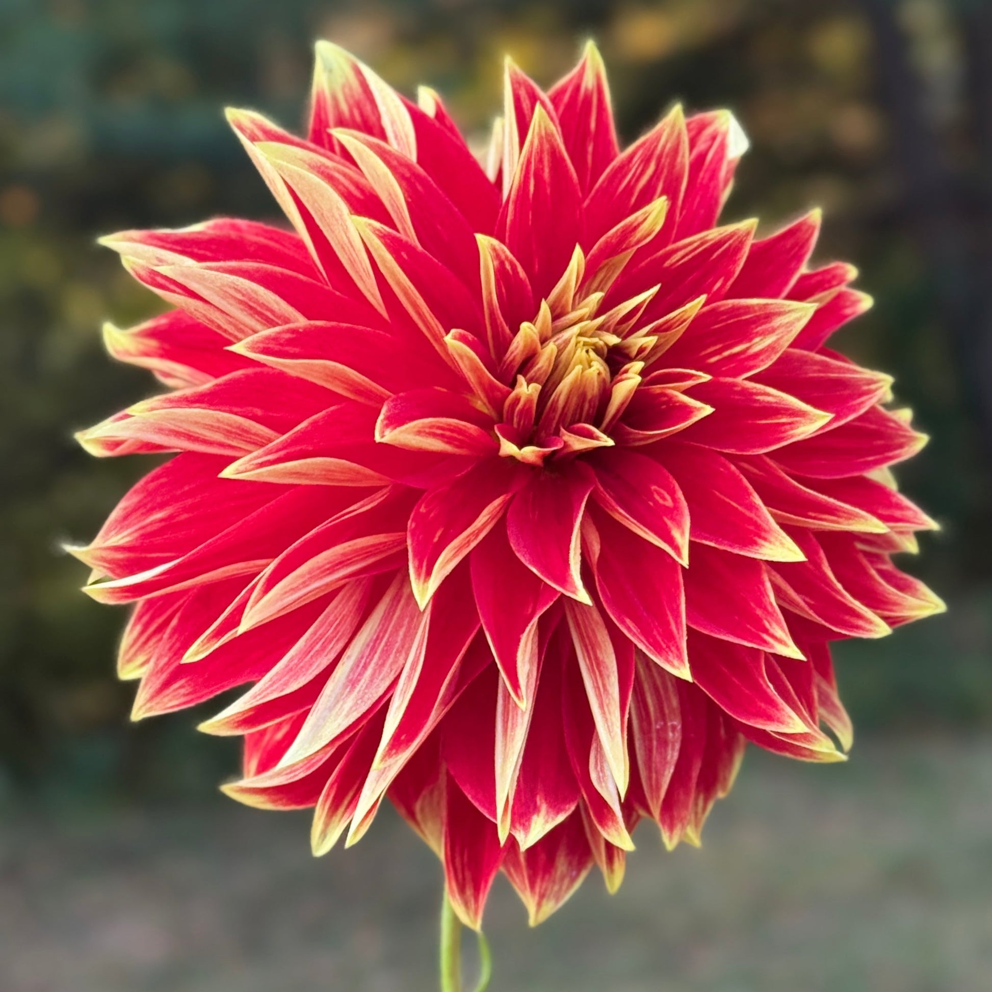 Red and yellow flower with a blurred natural background