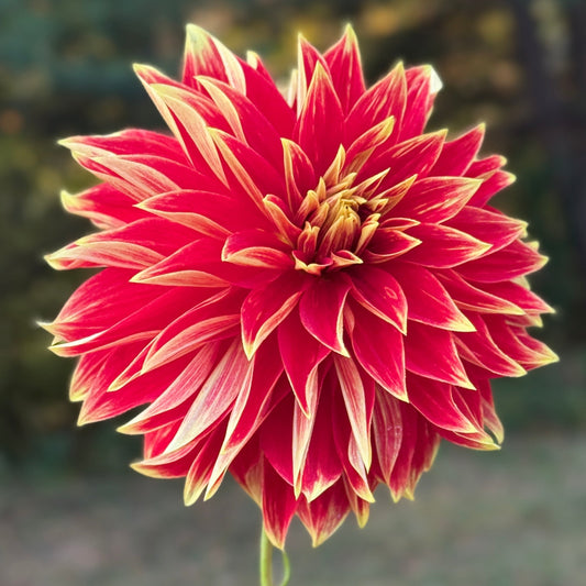 Red and yellow flower with a blurred natural background