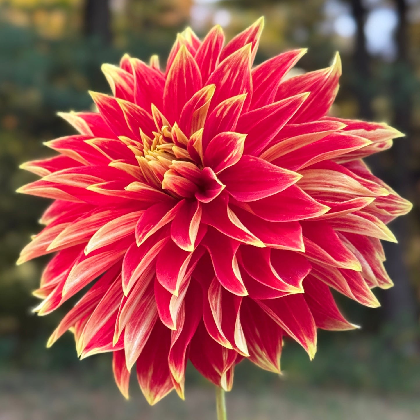 Red and yellow flower with a blurred natural background