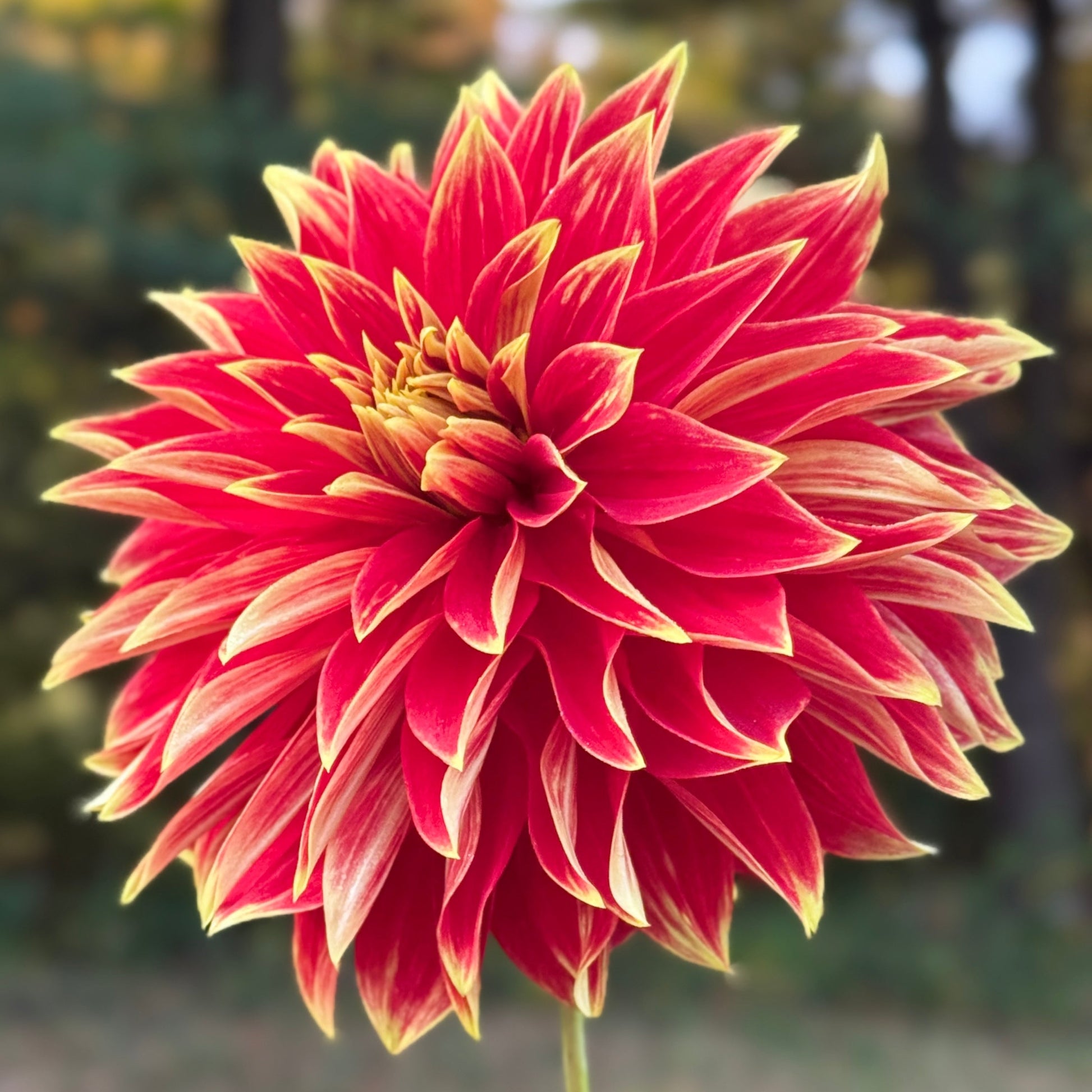 Red and yellow flower with a blurred natural background
