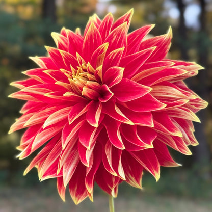 Red and yellow flower with a blurred natural background