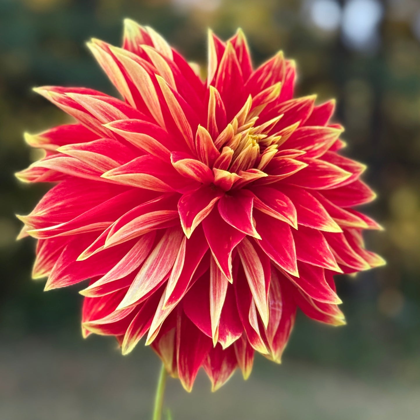 Red and yellow flower with a blurred natural background