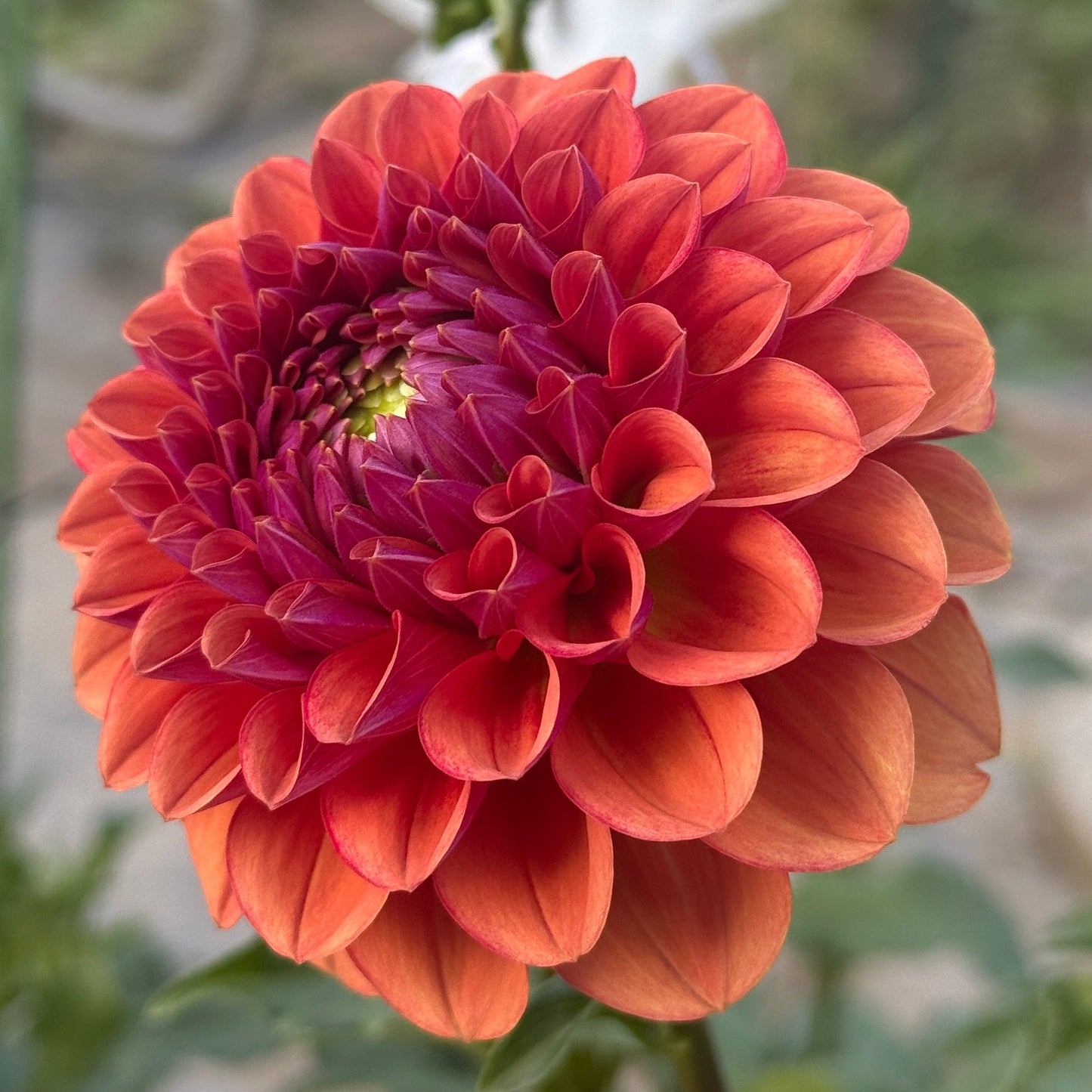 Close-up of a vibrant red-orange flower with a blurred green background