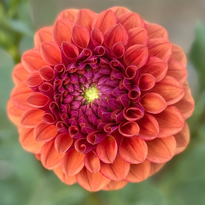 Close-up of a vibrant orange flower with a blurred green background