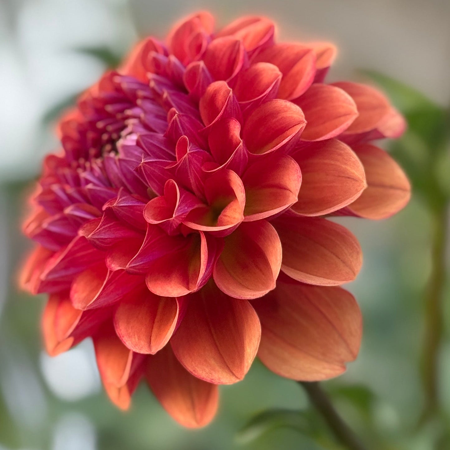 Close-up of a vibrant orange flower with a blurred background