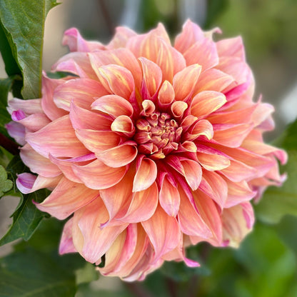 A close-up image of a pink and orange Dahlia flower with green leaves in the background.
