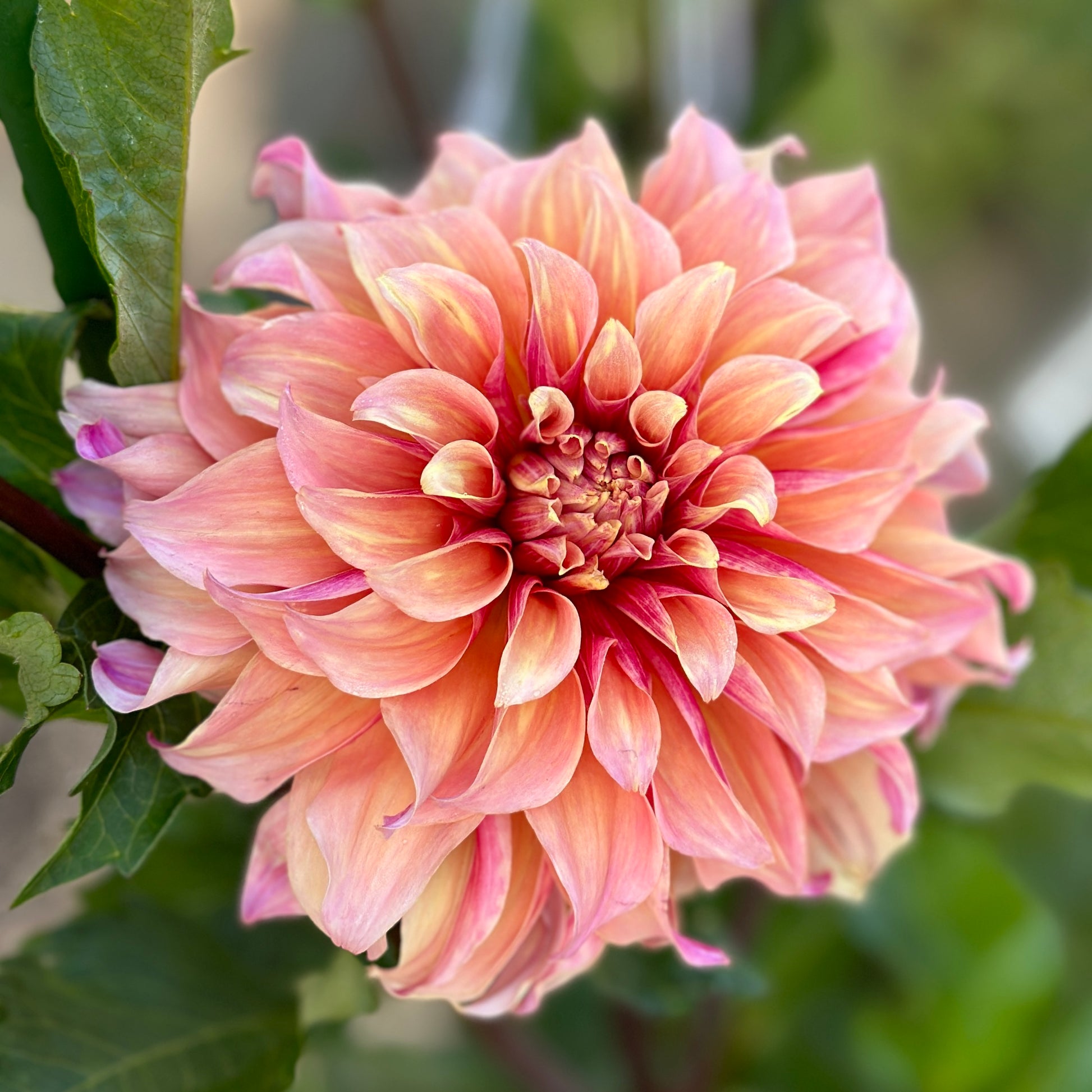 Close-up of a pink dahlia flower with green leaves.