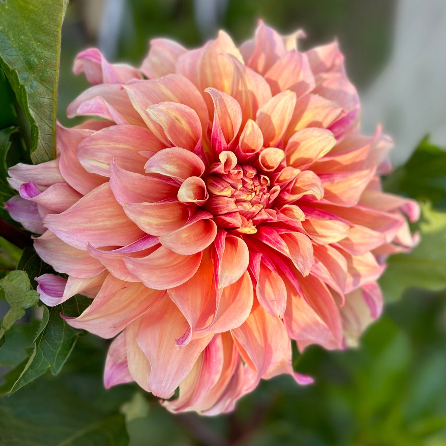 A close-up image of a pink Dahlia flower with green leaves in the background.
