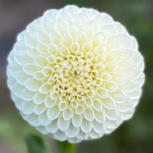 Close-up of a white flower with a blurred green background