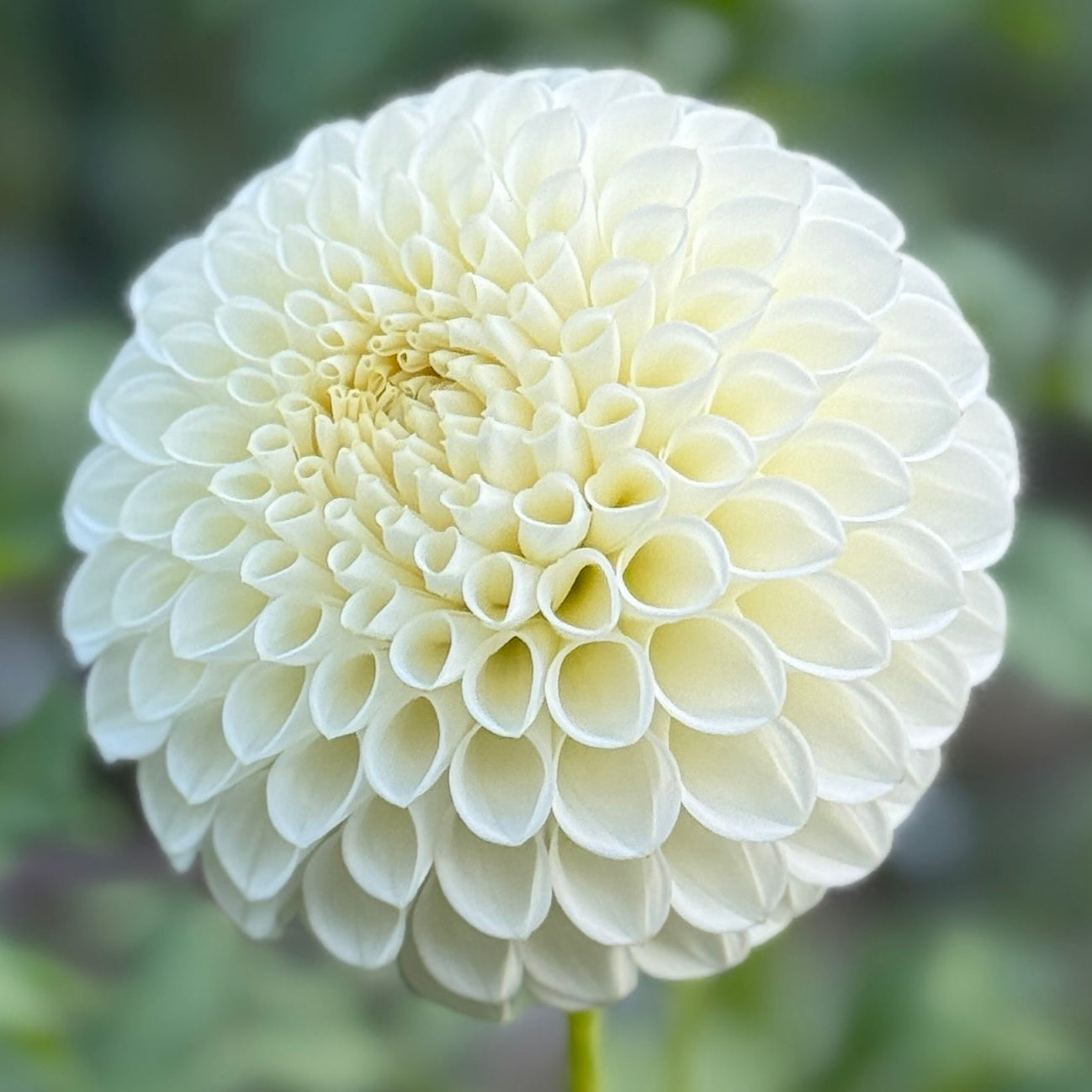 White flower with a blurred green background