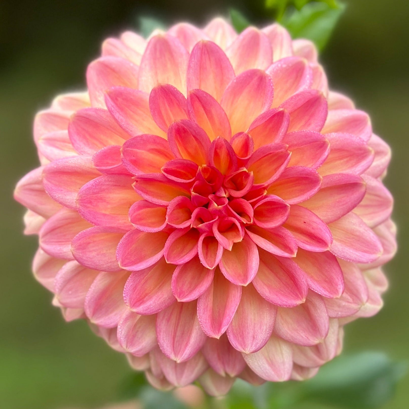 A close-up image of a flower with pink petals.