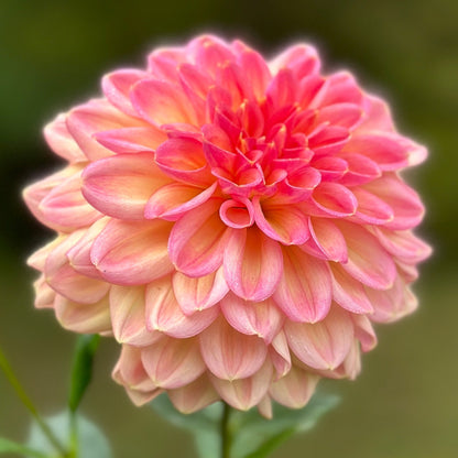 A pink and peach flower up close