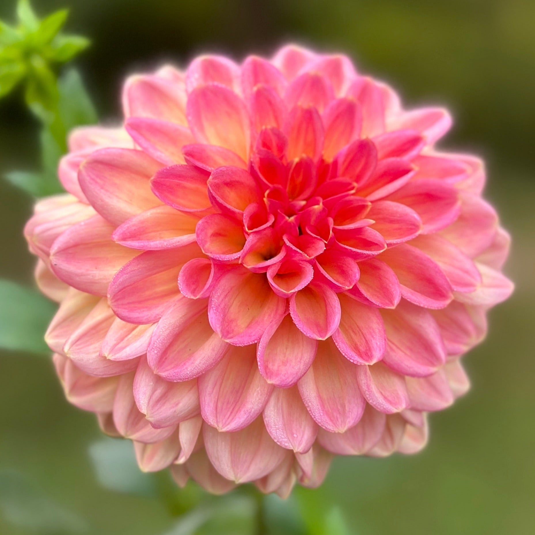 A close-up image of a pink Dahlia flower with green leaves in the background.