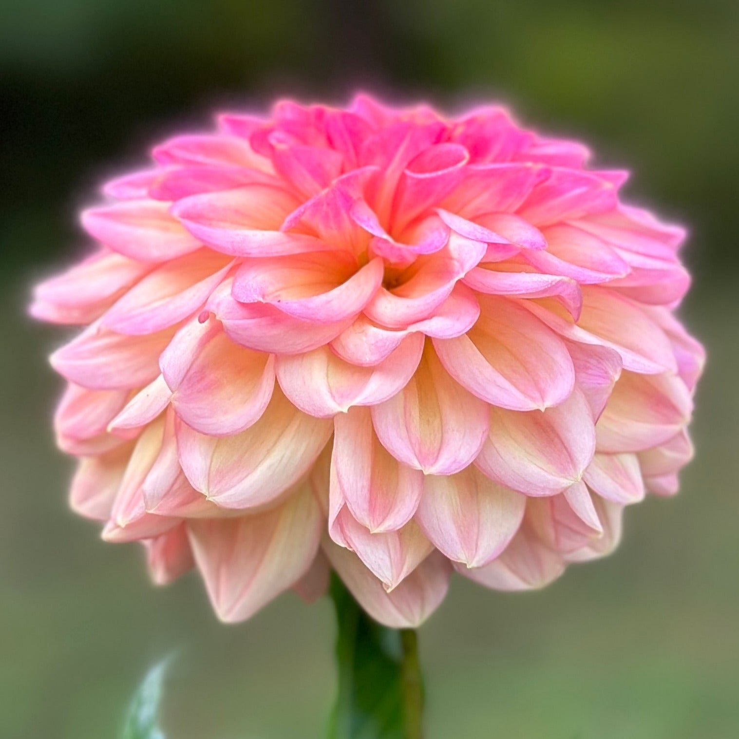 A pink dahlia up close