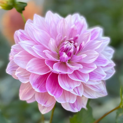 Pink dahlia flower with green leaves on a blurred natural background