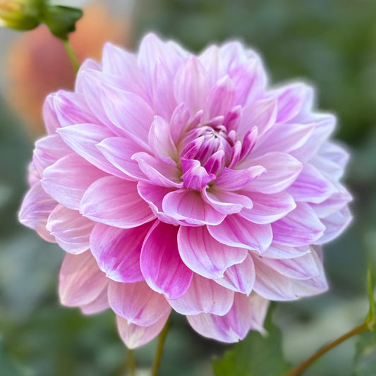 Pink dahlia flower with green leaves on a blurred natural background
