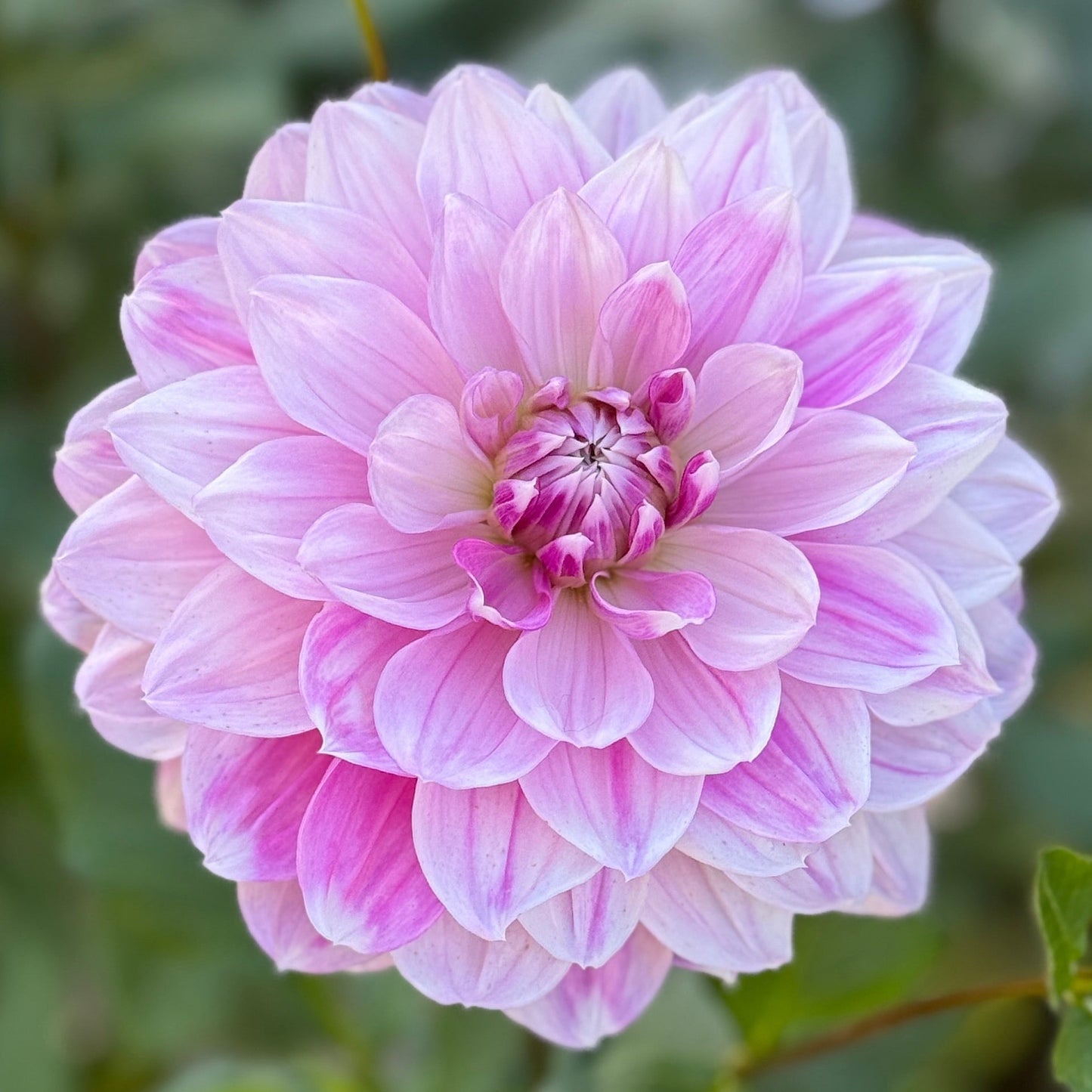 Pink flower with green leaves on a blurred natural background
