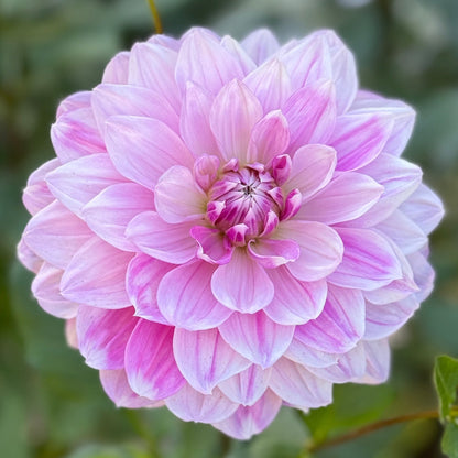 Pink flower with green leaves on a blurred natural background