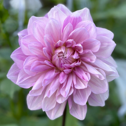 A close-up image of a lavender-colored dahlia flower with a blurred green background.