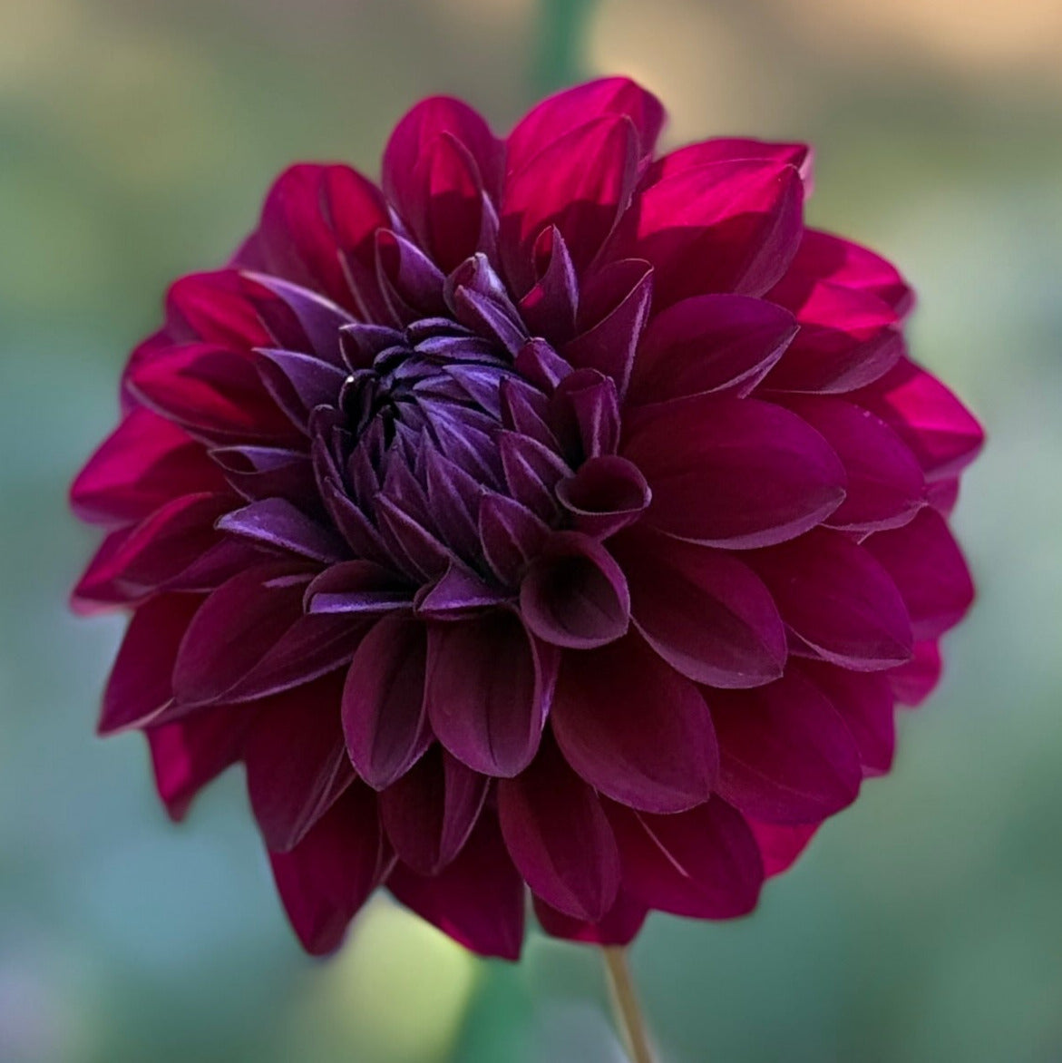 Close-up image of a purple dahlia flower with a blurred background.