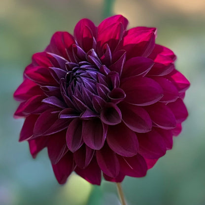 Close-up image of a purple dahlia flower with a blurred background.