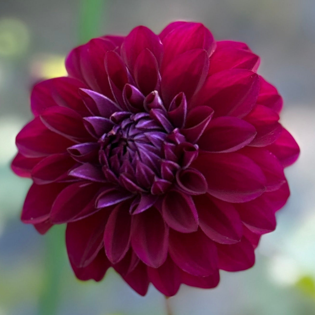 A purple dahlia