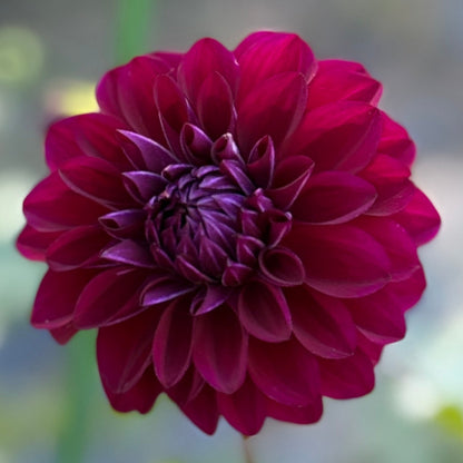 A purple dahlia
