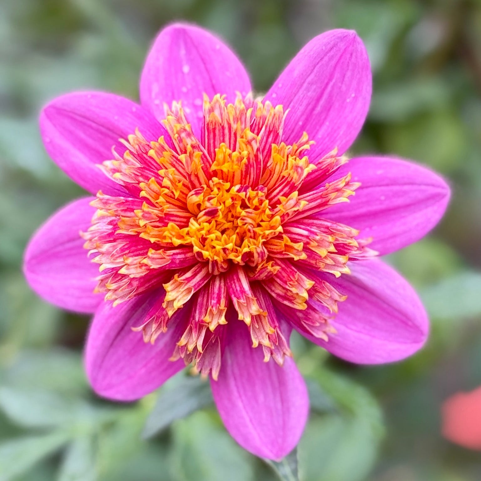 Close-up of a pink flower with a yellow center against a blurred green background