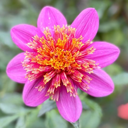 Close-up of a pink flower with a yellow center against a blurred green background