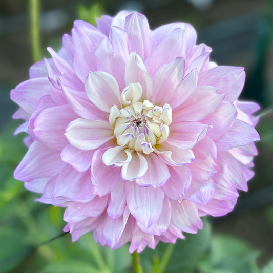 Close-up of a pink dahlia flower with a blurred green background