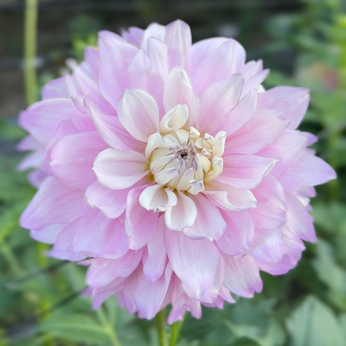 Close-up of a pink flower with a blurred green background