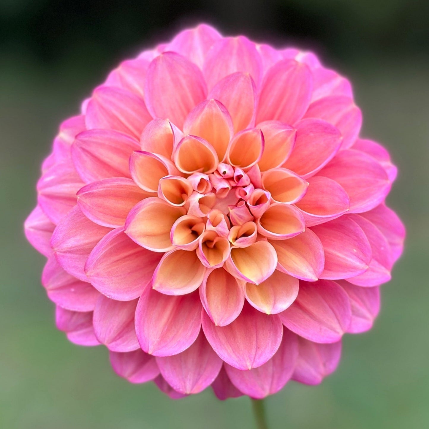 Close-up image of a pink waterlily flower with lighter petals towards the center and darker pink towards the edges.